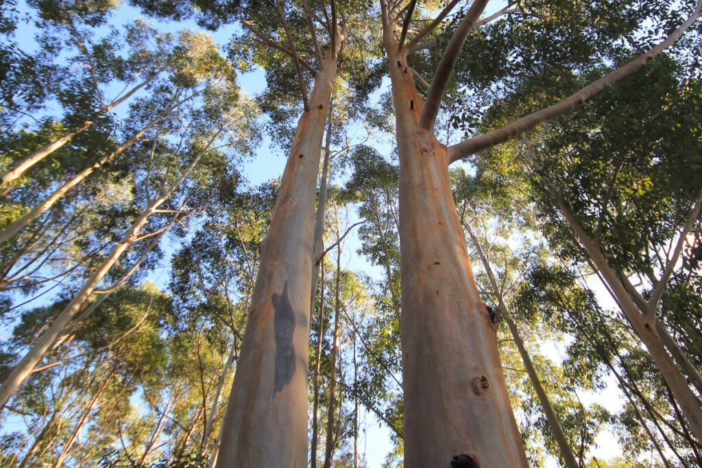 empapel manejo eucalipto e pinus circularidade